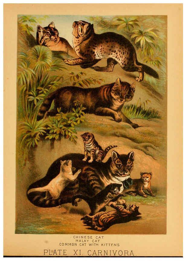 Reproducción/Reproduction 6130244078: The animal kingdom; based upon the writings of the eminent naturalists, Audubon, Wallace, Brehm, Wood and others. New York :Johnson & Bailey,1897