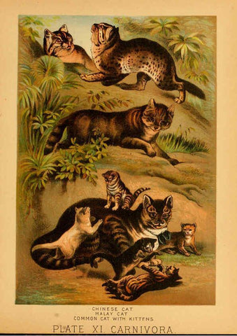 Reproducción/Reproduction 6130244078: The animal kingdom; based upon the writings of the eminent naturalists, Audubon, Wallace, Brehm, Wood and others. New York :Johnson & Bailey,1897