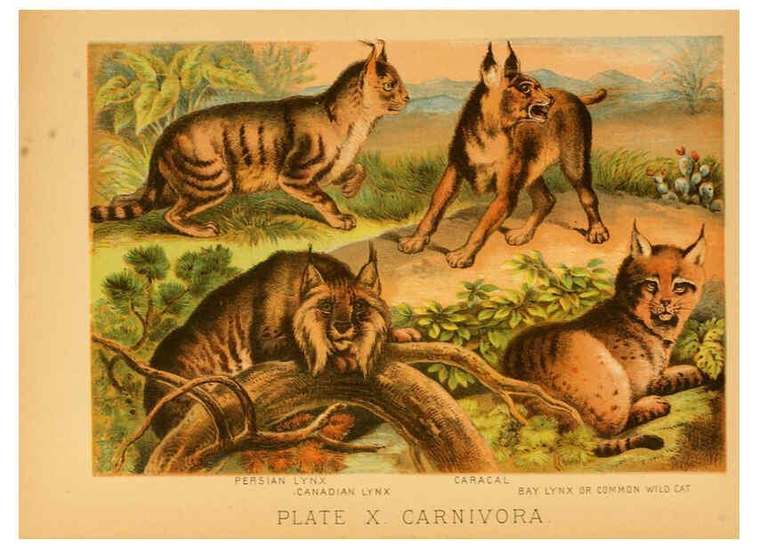 Reproducción/Reproduction 6129694301: The animal kingdom; based upon the writings of the eminent naturalists, Audubon, Wallace, Brehm, Wood and others. New York :Johnson & Bailey,1897