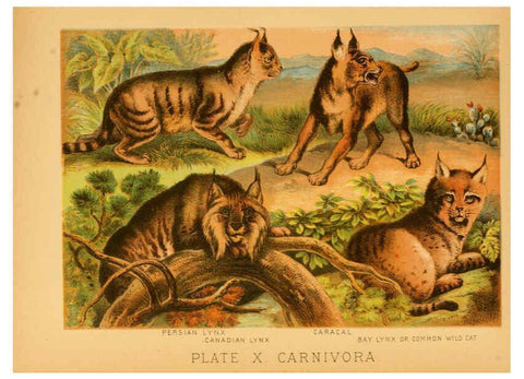 Reproducción/Reproduction 6129694301: The animal kingdom; based upon the writings of the eminent naturalists, Audubon, Wallace, Brehm, Wood and others. New York :Johnson & Bailey,1897
