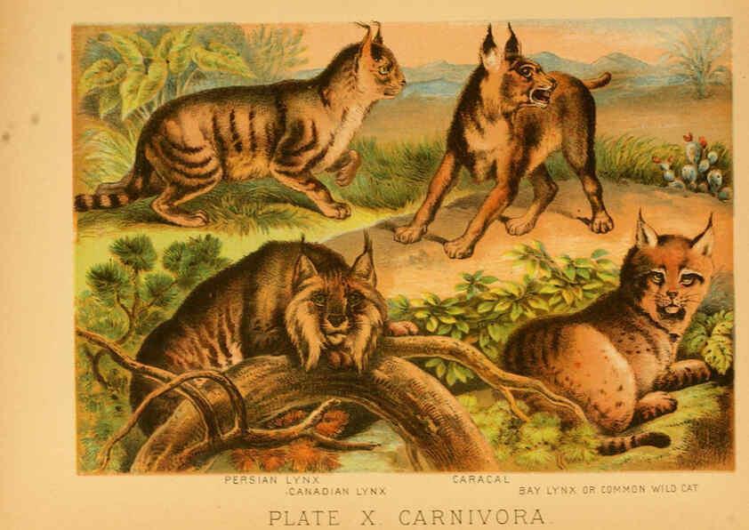 Reproducción/Reproduction 6129694301: The animal kingdom; based upon the writings of the eminent naturalists, Audubon, Wallace, Brehm, Wood and others. New York :Johnson & Bailey,1897