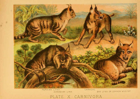 Reproducción/Reproduction 6129694301: The animal kingdom; based upon the writings of the eminent naturalists, Audubon, Wallace, Brehm, Wood and others. New York :Johnson & Bailey,1897