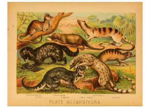 Reproducción/Reproduction 6129694505: The animal kingdom; based upon the writings of the eminent naturalists, Audubon, Wallace, Brehm, Wood and others. New York :Johnson & Bailey,1897