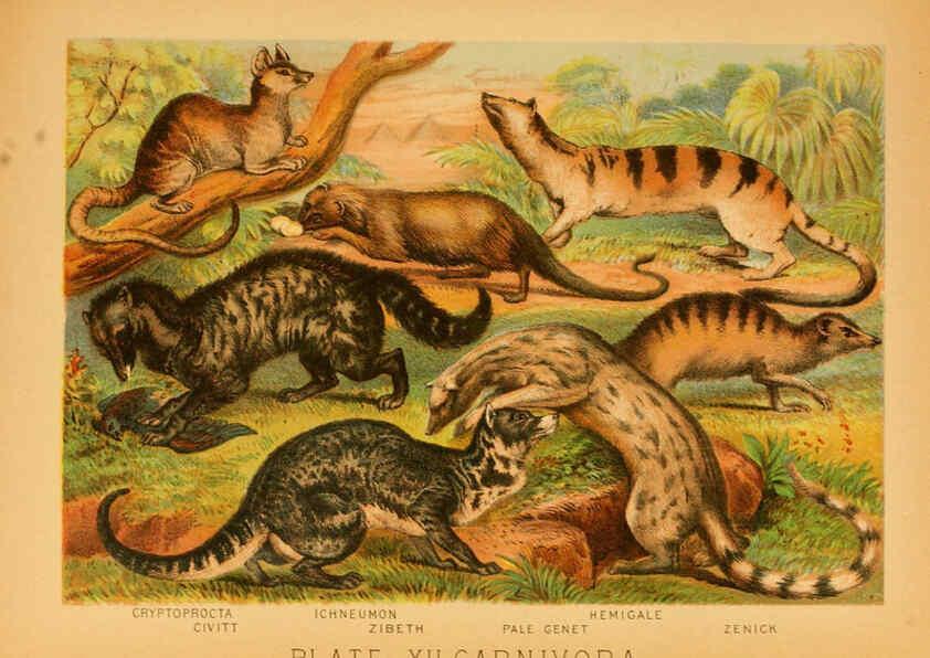 Reproducción/Reproduction 6129694505: The animal kingdom; based upon the writings of the eminent naturalists, Audubon, Wallace, Brehm, Wood and others. New York :Johnson & Bailey,1897