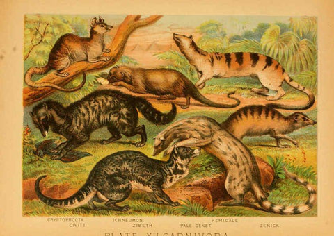Reproducción/Reproduction 6129694505: The animal kingdom; based upon the writings of the eminent naturalists, Audubon, Wallace, Brehm, Wood and others. New York :Johnson & Bailey,1897