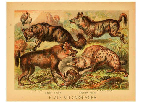 Reproducción/Reproduction 6129694731: The animal kingdom; based upon the writings of the eminent naturalists, Audubon, Wallace, Brehm, Wood and others. New York :Johnson & Bailey,1897