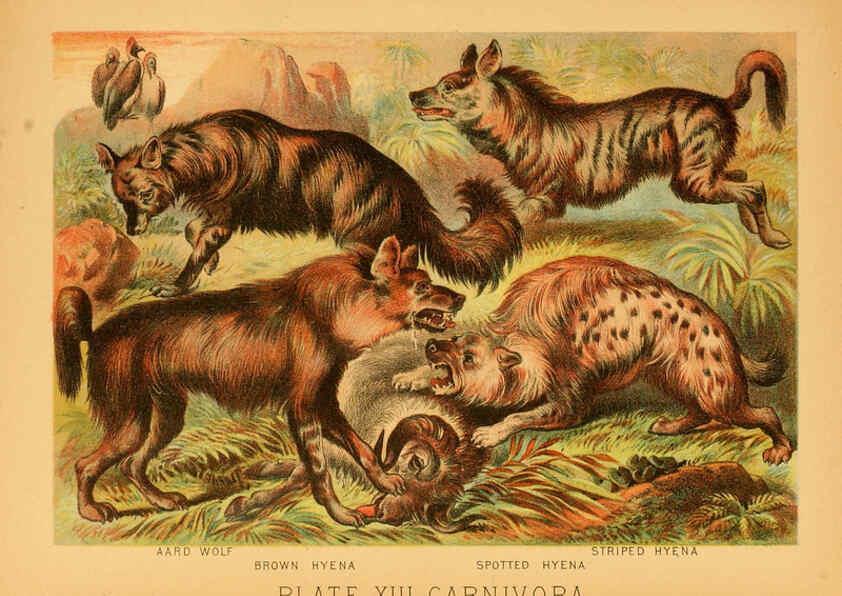 Reproducción/Reproduction 6129694731: The animal kingdom; based upon the writings of the eminent naturalists, Audubon, Wallace, Brehm, Wood and others. New York :Johnson & Bailey,1897