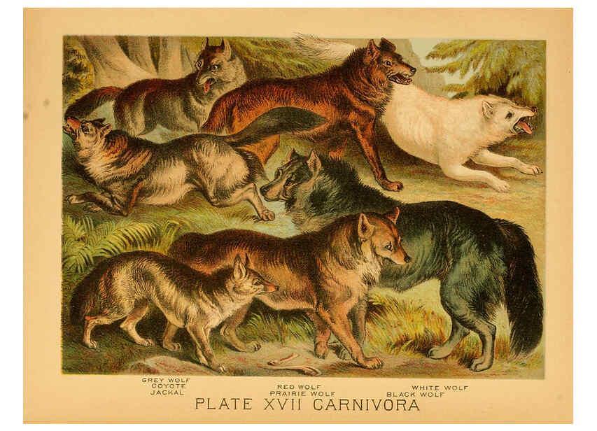Reproducción/Reproduction 6130244982: The animal kingdom; based upon the writings of the eminent naturalists, Audubon, Wallace, Brehm, Wood and others. New York :Johnson & Bailey,1897