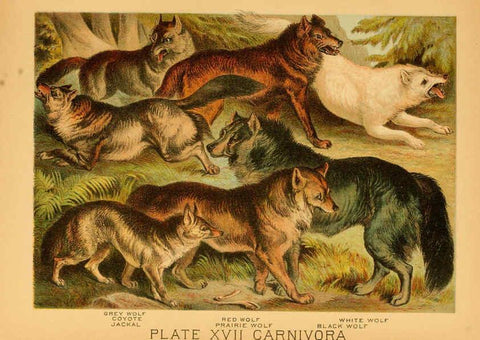 Reproducción/Reproduction 6130244982: The animal kingdom; based upon the writings of the eminent naturalists, Audubon, Wallace, Brehm, Wood and others. New York :Johnson & Bailey,1897