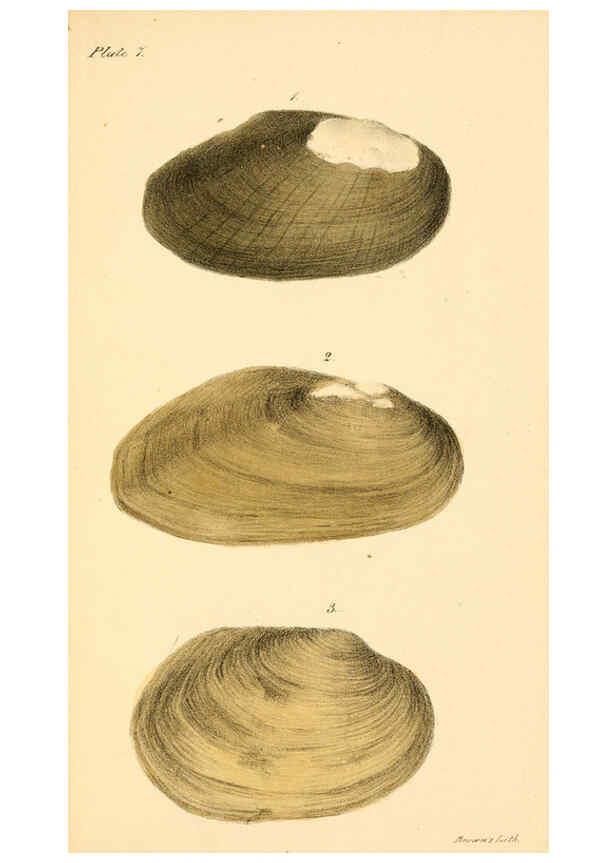 Reproducción/Reproduction 6129659405: New fresh water shells of the United States Philadelphia :Judah Dobson,1834-[1835]