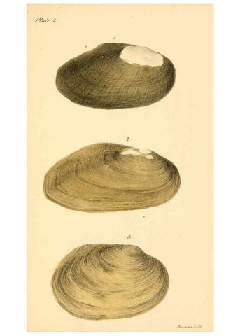 Reproducción/Reproduction 6129659405: New fresh water shells of the United States Philadelphia :Judah Dobson,1834-[1835]