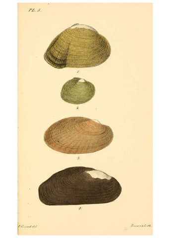 Reproducción/Reproduction 6129659235: New fresh water shells of the United States Philadelphia :Judah Dobson,1834-[1835]