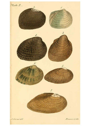 Reproducción/Reproduction 6129658759: New fresh water shells of the United States Philadelphia :Judah Dobson,1834-[1835]