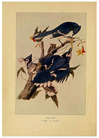 Reproducción/Reproduction 6130153736: Everyday birds Boston,Houghton, Mifflin and Company,1901
