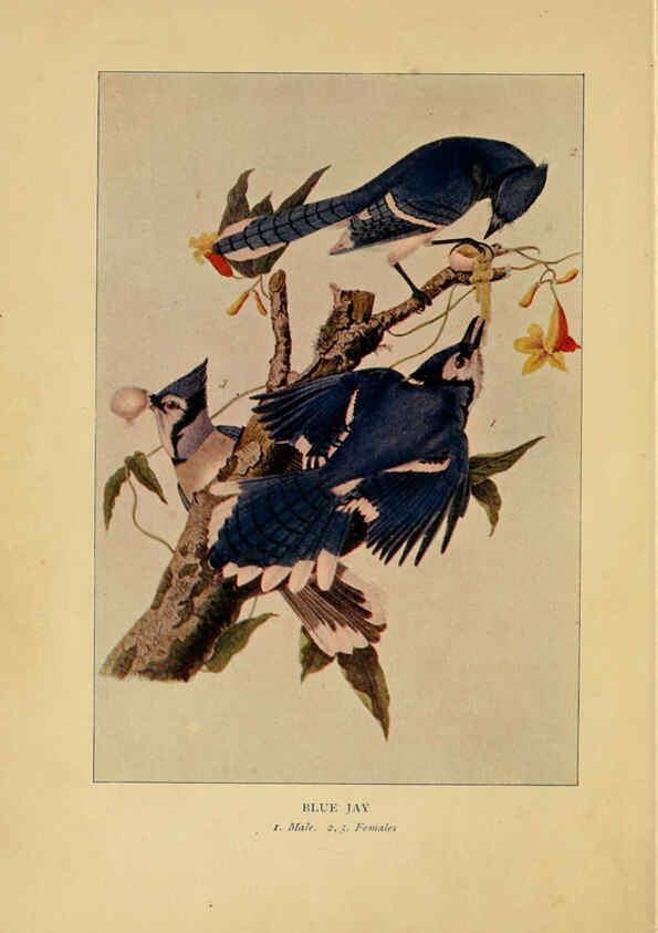Reproducción/Reproduction 6130153736: Everyday birds Boston,Houghton, Mifflin and Company,1901