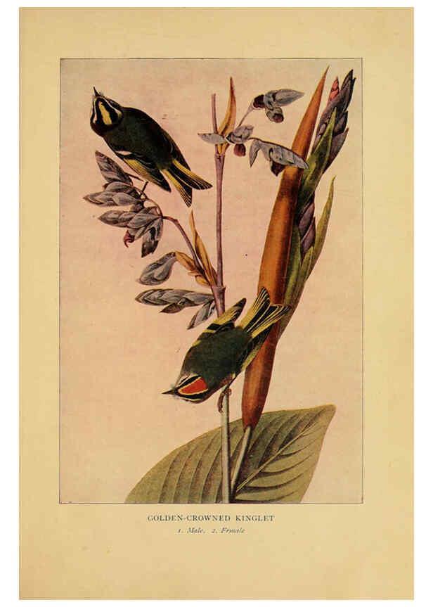 Reproducción/Reproduction 6130153908: Everyday birds Boston,Houghton, Mifflin and Company,1901