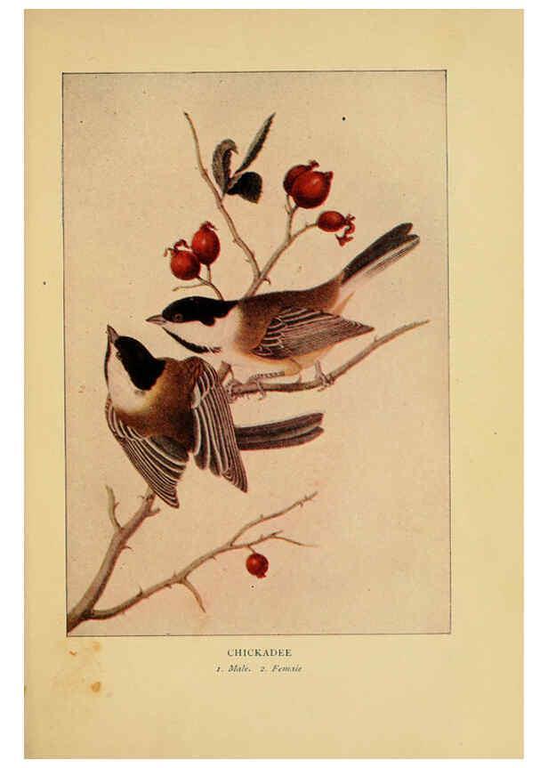Reproducción/Reproduction 6129604493: Everyday birds Boston,Houghton, Mifflin and Company,1901
