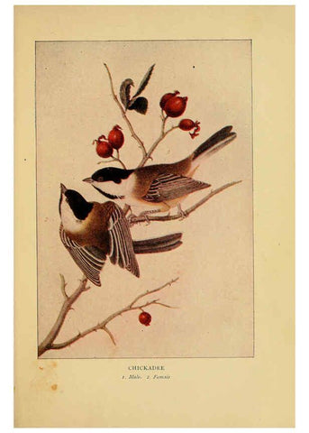 Reproducción/Reproduction 6129604493: Everyday birds Boston,Houghton, Mifflin and Company,1901