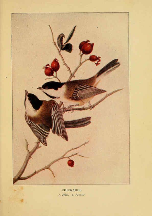 Reproducción/Reproduction 6129604493: Everyday birds Boston,Houghton, Mifflin and Company,1901