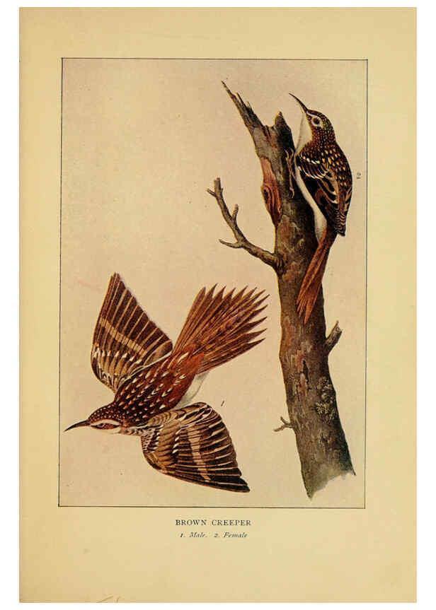 Reproducción/Reproduction 6130154314: Everyday birds Boston,Houghton, Mifflin and Company,1901