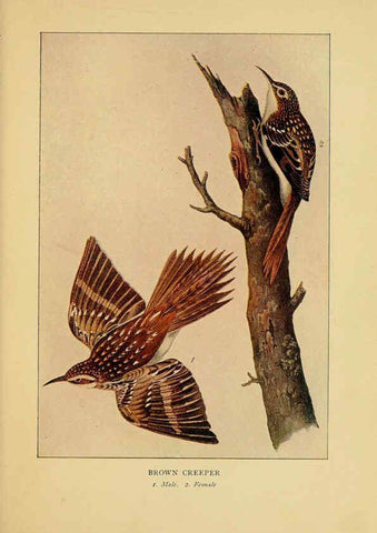 Reproducción/Reproduction 6130154314: Everyday birds Boston,Houghton, Mifflin and Company,1901