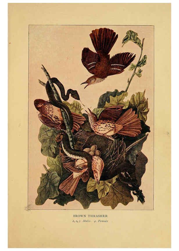 Reproducción/Reproduction 6129604963: Everyday birds Boston,Houghton, Mifflin and Company,1901