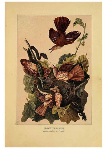 Reproducción/Reproduction 6129604963: Everyday birds Boston,Houghton, Mifflin and Company,1901