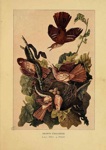Reproducción/Reproduction 6129604963: Everyday birds Boston,Houghton, Mifflin and Company,1901