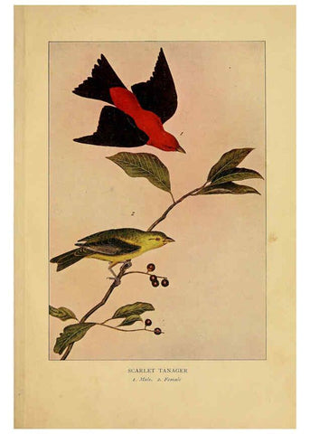 Reproducción/Reproduction 6129605171: Everyday birds Boston,Houghton, Mifflin and Company,1901