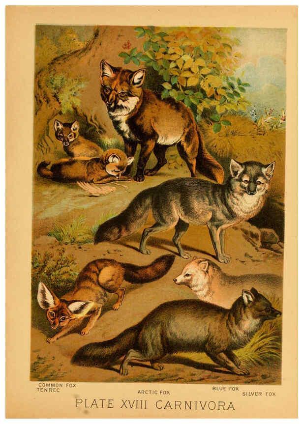 Reproducción/Reproduction 6129695149: The animal kingdom; based upon the writings of the eminent naturalists, Audubon, Wallace, Brehm, Wood and others. New York :Johnson & Bailey,1897