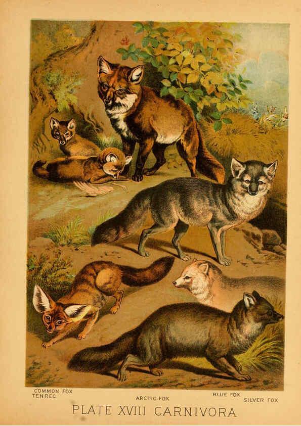 Reproducción/Reproduction 6129695149: The animal kingdom; based upon the writings of the eminent naturalists, Audubon, Wallace, Brehm, Wood and others. New York :Johnson & Bailey,1897
