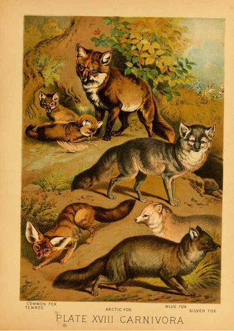 Reproducción/Reproduction 6129695149: The animal kingdom; based upon the writings of the eminent naturalists, Audubon, Wallace, Brehm, Wood and others. New York :Johnson & Bailey,1897