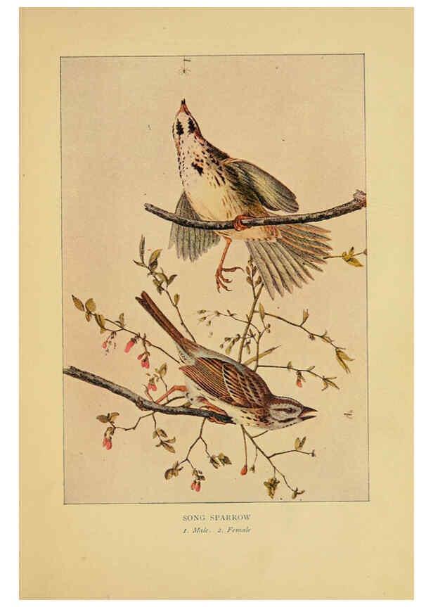 Reproducción/Reproduction 6129605315: Everyday birds Boston,Houghton, Mifflin and Company,1901