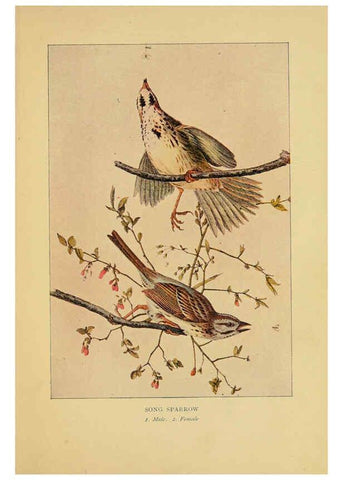Reproducción/Reproduction 6129605315: Everyday birds Boston,Houghton, Mifflin and Company,1901