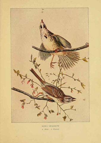 Reproducción/Reproduction 6129605315: Everyday birds Boston,Houghton, Mifflin and Company,1901