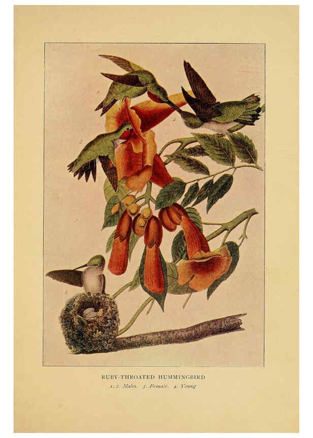 Reproducción/Reproduction 6130155300: Everyday birds Boston,Houghton, Mifflin and Company,1901