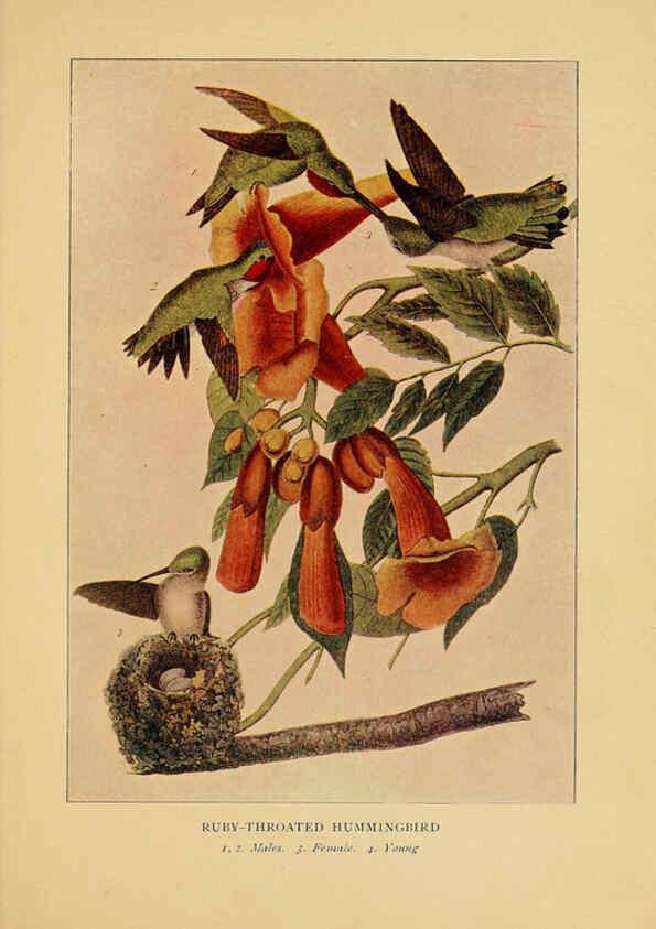 Reproducción/Reproduction 6130155300: Everyday birds Boston,Houghton, Mifflin and Company,1901