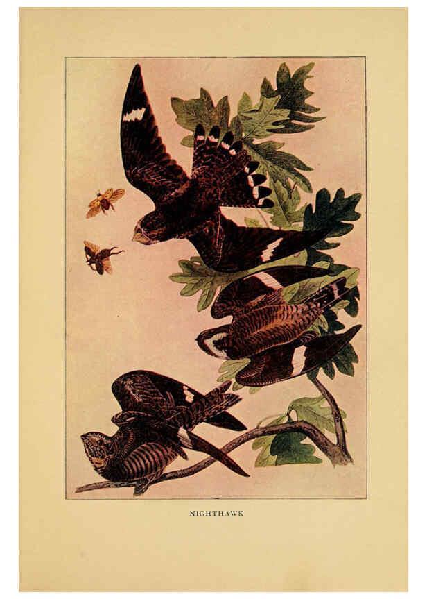 Reproducción/Reproduction 6130155480: Everyday birds Boston,Houghton, Mifflin and Company,1901