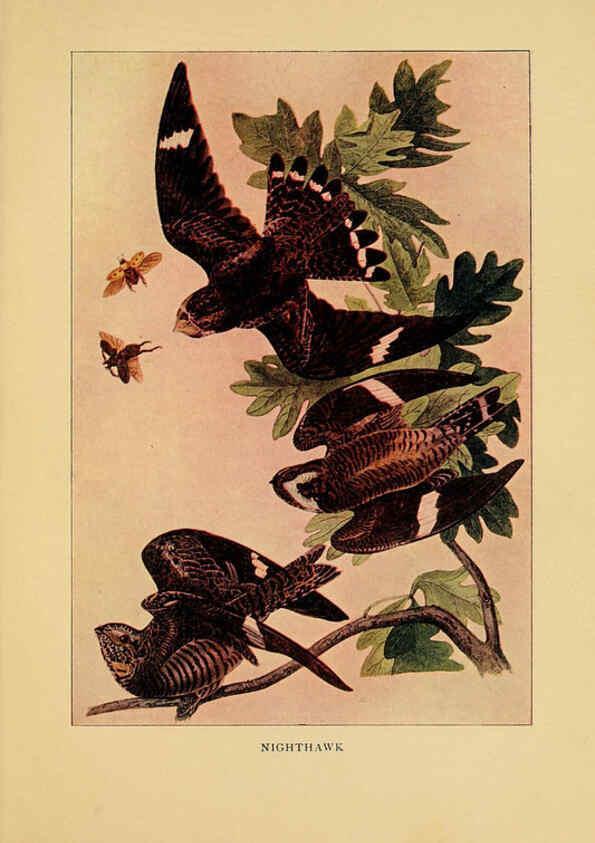 Reproducción/Reproduction 6130155480: Everyday birds Boston,Houghton, Mifflin and Company,1901
