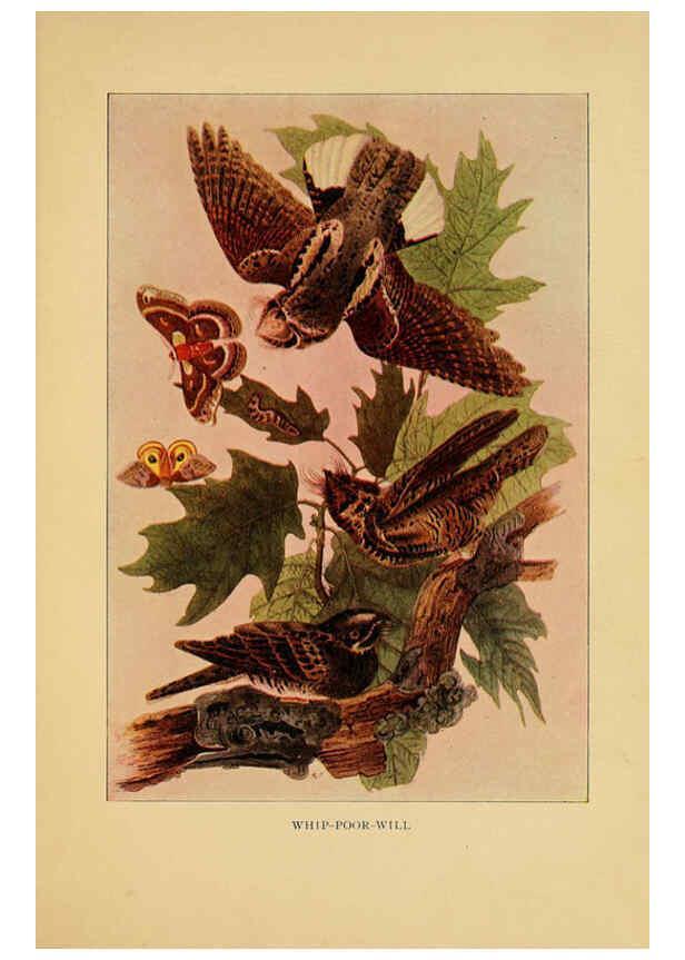 Reproducción/Reproduction 6130155620: Everyday birds Boston,Houghton, Mifflin and Company,1901