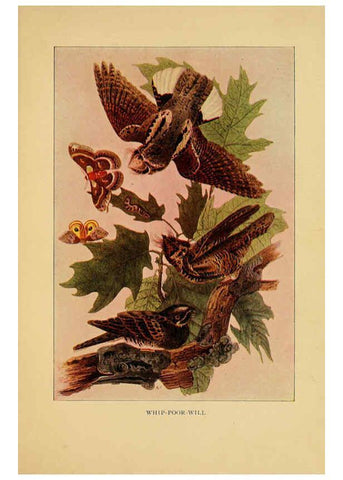 Reproducción/Reproduction 6130155620: Everyday birds Boston,Houghton, Mifflin and Company,1901