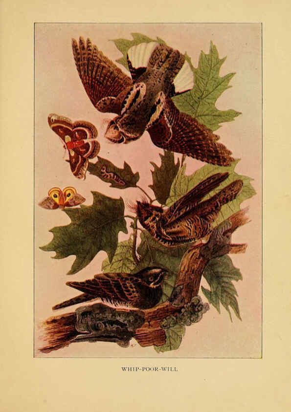 Reproducción/Reproduction 6130155620: Everyday birds Boston,Houghton, Mifflin and Company,1901