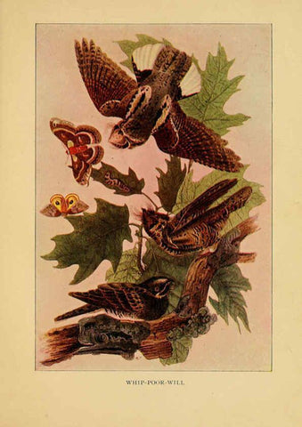 Reproducción/Reproduction 6130155620: Everyday birds Boston,Houghton, Mifflin and Company,1901