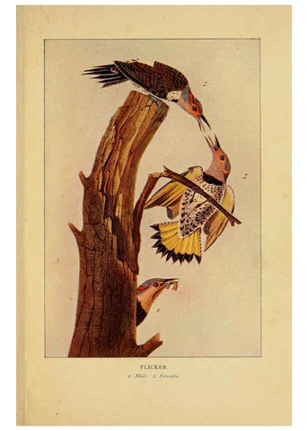 Reproducción/Reproduction 6130155842: Everyday birds Boston,Houghton, Mifflin and Company,1901