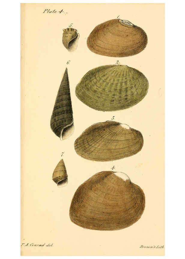 Reproducción/Reproduction 6129658383: New fresh water shells of the United States Philadelphia :Judah Dobson,1834-[1835]