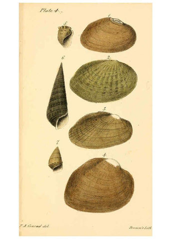 Reproducción/Reproduction 6129658383: New fresh water shells of the United States Philadelphia :Judah Dobson,1834-[1835]