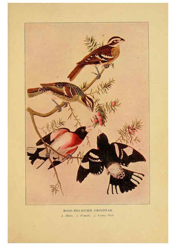Reproducción/Reproduction 6130155158: Everyday birds Boston,Houghton, Mifflin and Company,1901