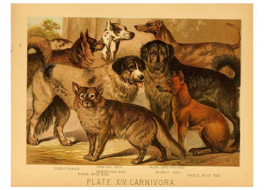 Reproducción/Reproduction 6129695397: The animal kingdom; based upon the writings of the eminent naturalists, Audubon, Wallace, Brehm, Wood and others. New York :Johnson & Bailey,1897