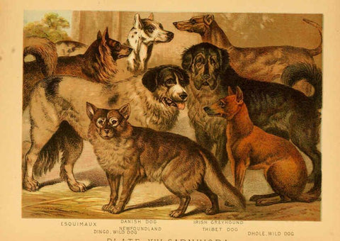 Reproducción/Reproduction 6129695397: The animal kingdom; based upon the writings of the eminent naturalists, Audubon, Wallace, Brehm, Wood and others. New York :Johnson & Bailey,1897