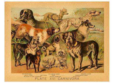 Reproducción/Reproduction 6130246024: The animal kingdom; based upon the writings of the eminent naturalists, Audubon, Wallace, Brehm, Wood and others. New York :Johnson & Bailey,1897